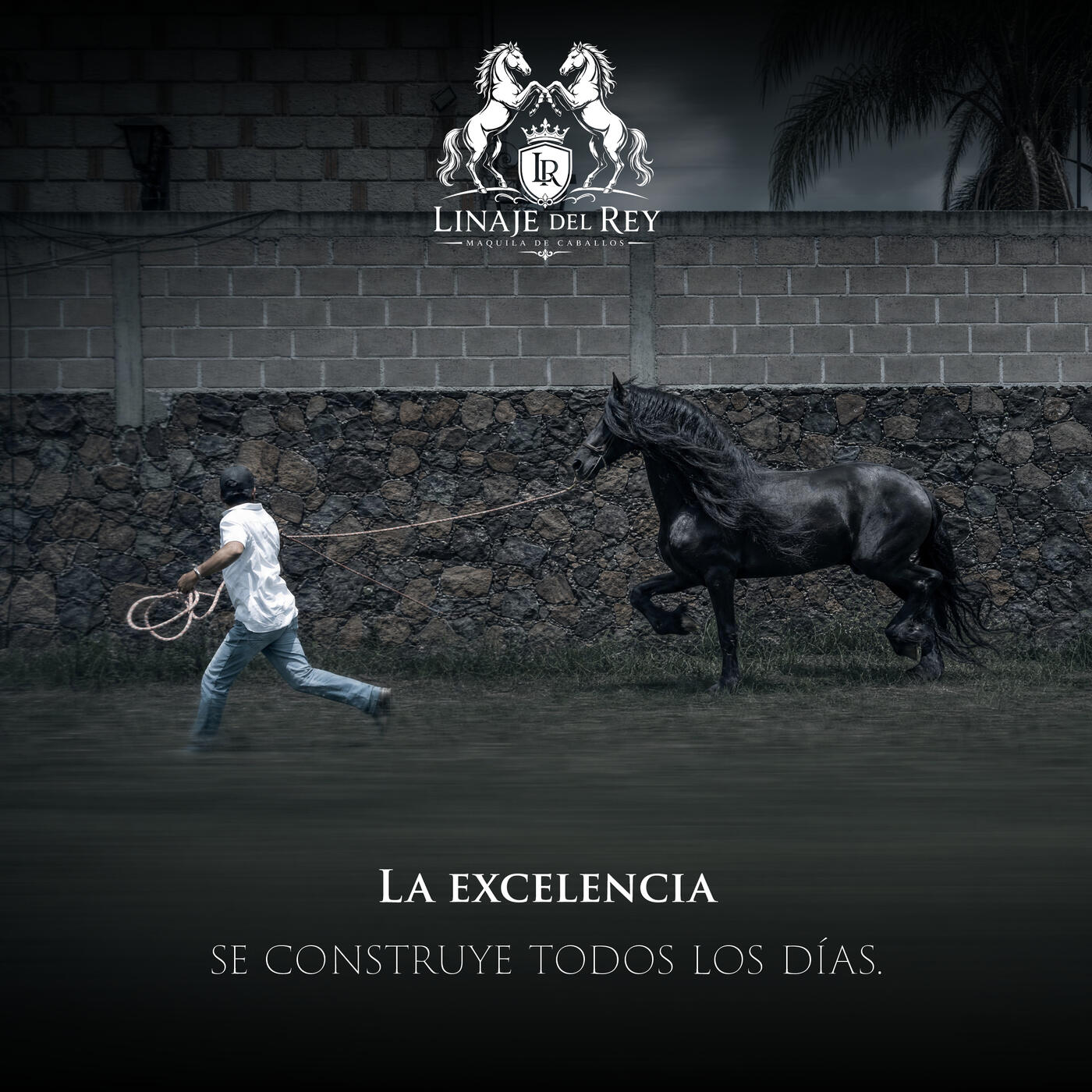 Ejemplar en Finca · caballo Frisón de Linaje del Rey