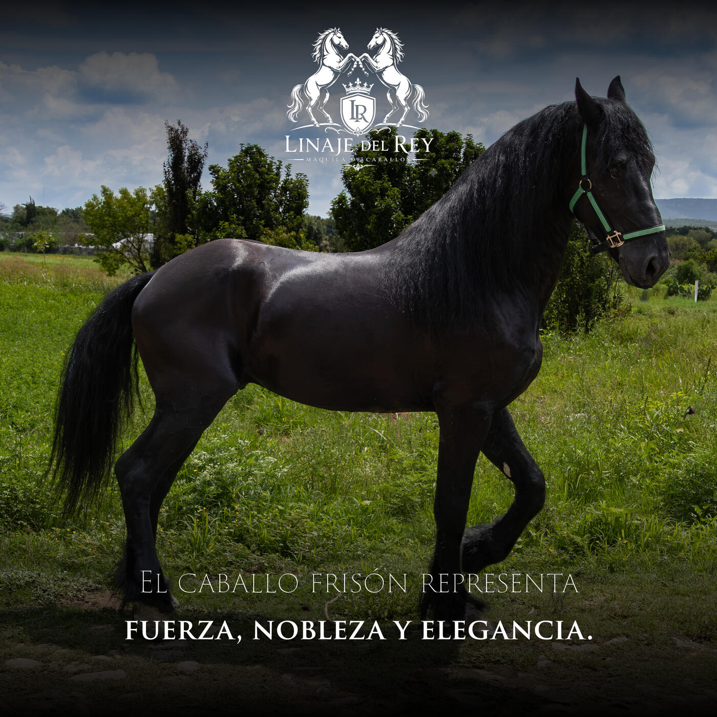 Nobleza Equina · caballo Frisón de Linaje del Rey